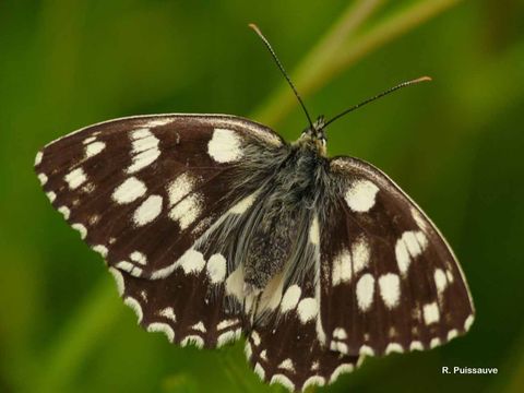 Imagem de Melanargia galathea Linnaeus 1758