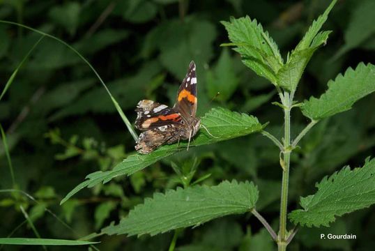 Image of Red Admiral