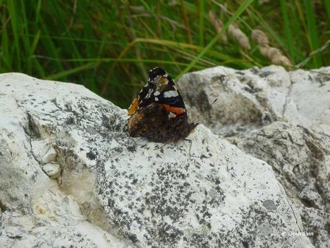 Image of Red Admiral