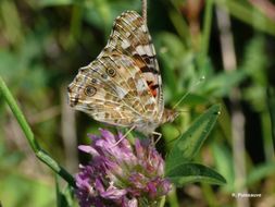 Image of painted lady