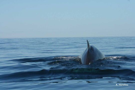 Plancia ëd Balaenoptera physalus (Linnaeus 1758)