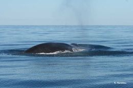 Image of Common Rorqual