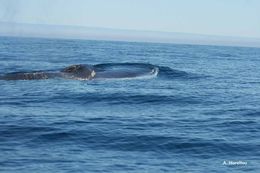 Image of Common Rorqual