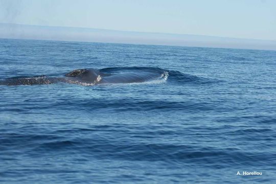 Image de Baleine fin