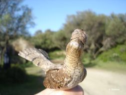 Image of wryneck, eurasian wryneck