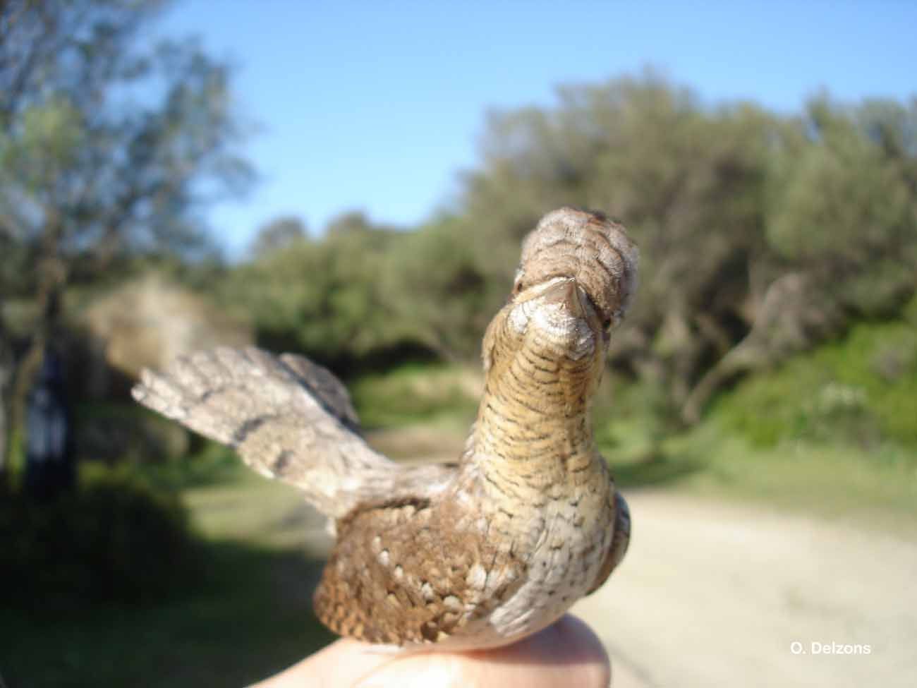 Image of wryneck, eurasian wryneck