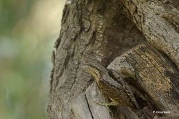 Image of wryneck, eurasian wryneck