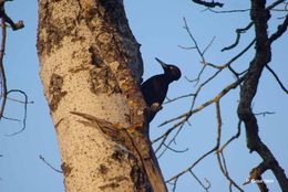 Image of Black Woodpecker