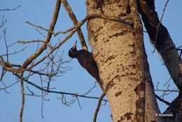 Image of Black Woodpecker