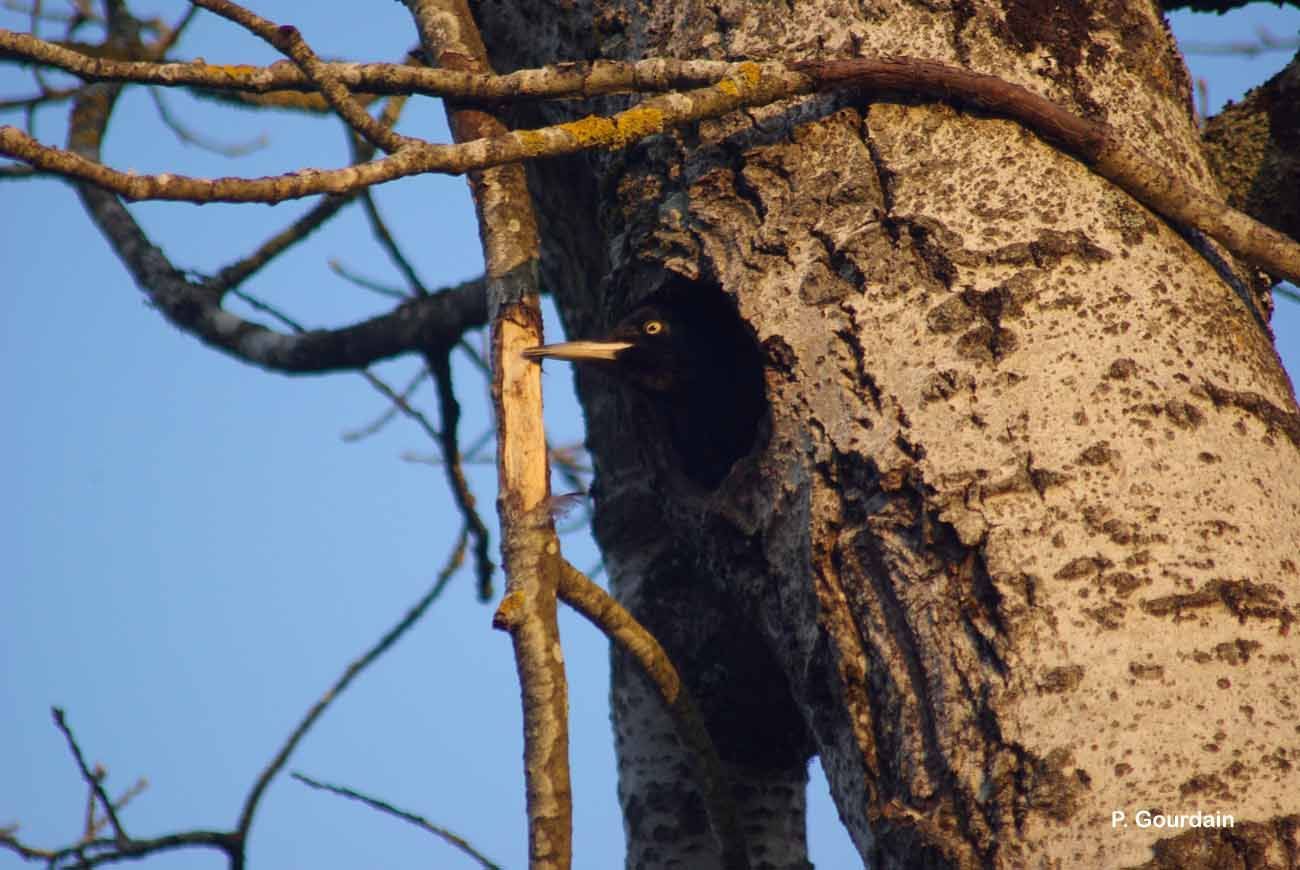 Image of Black Woodpecker