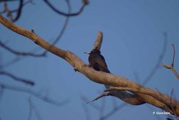 Image of Black Woodpecker