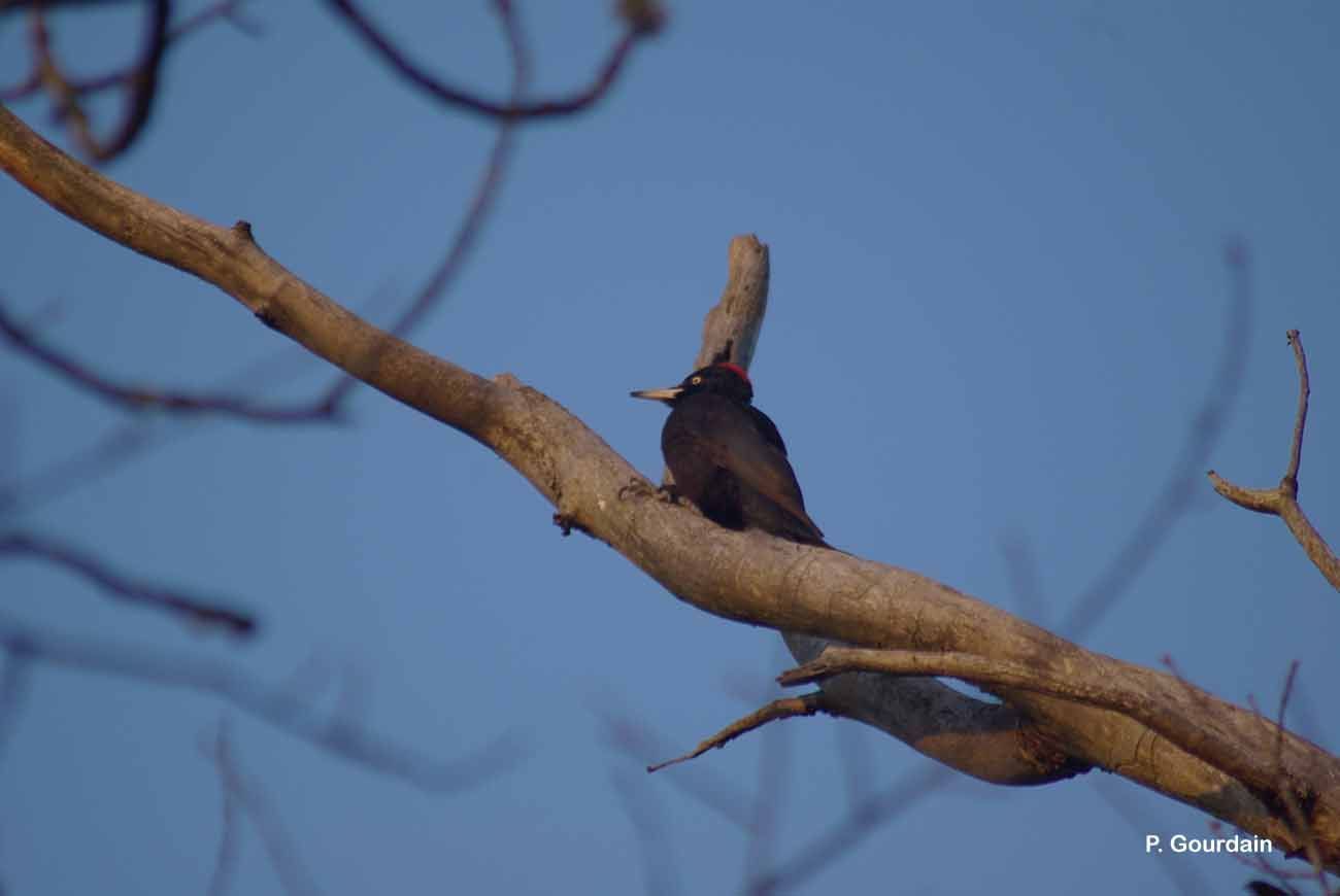 Image of Black Woodpecker