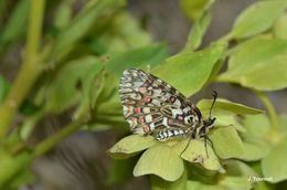 Image of Zerynthia rumina (Linnaeus 1758)