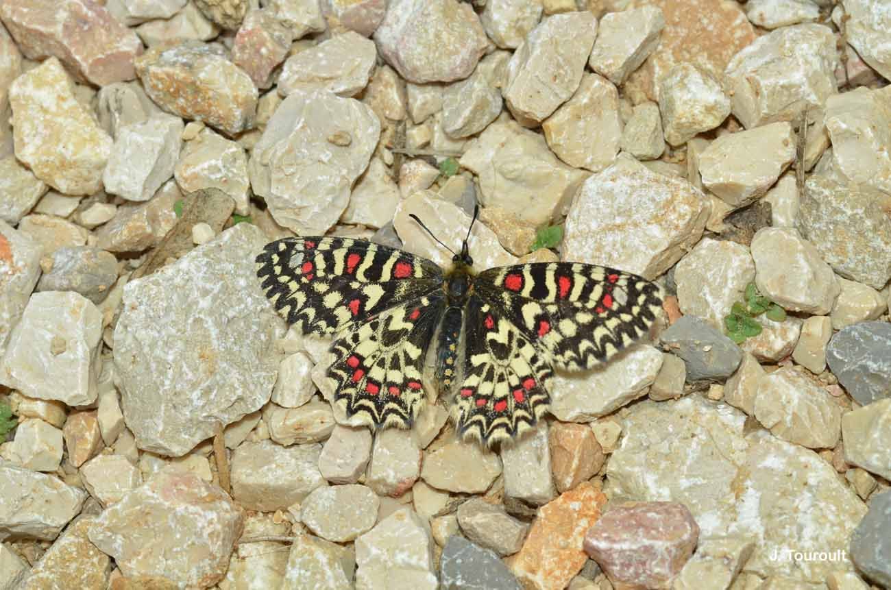 Image of Zerynthia rumina (Linnaeus 1758)