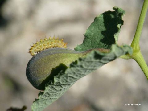 Image of Zerynthia rumina (Linnaeus 1758)