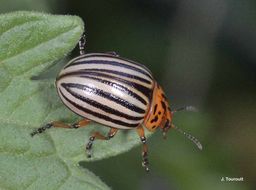 Image of Colorado potato beetle