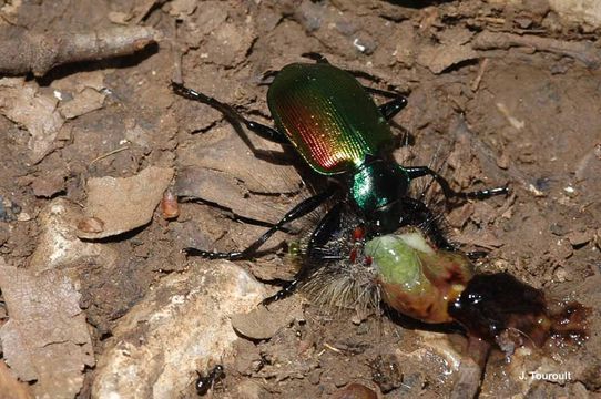 Слика од Calosoma (Calosoma) sycophanta (Linnaeus 1758)