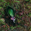 Carabus (Chrysocarabus) auronitens Fabricius 1792 resmi