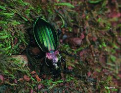 Carabus (Chrysocarabus) auronitens Fabricius 1792 resmi