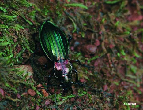 Image of carabus auronitens