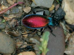 Image of Carabus (Chrysocarabus) hispanus Fabricius 1787