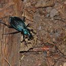 Image of Blue Ground Beetle