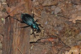 Image of Blue Ground Beetle