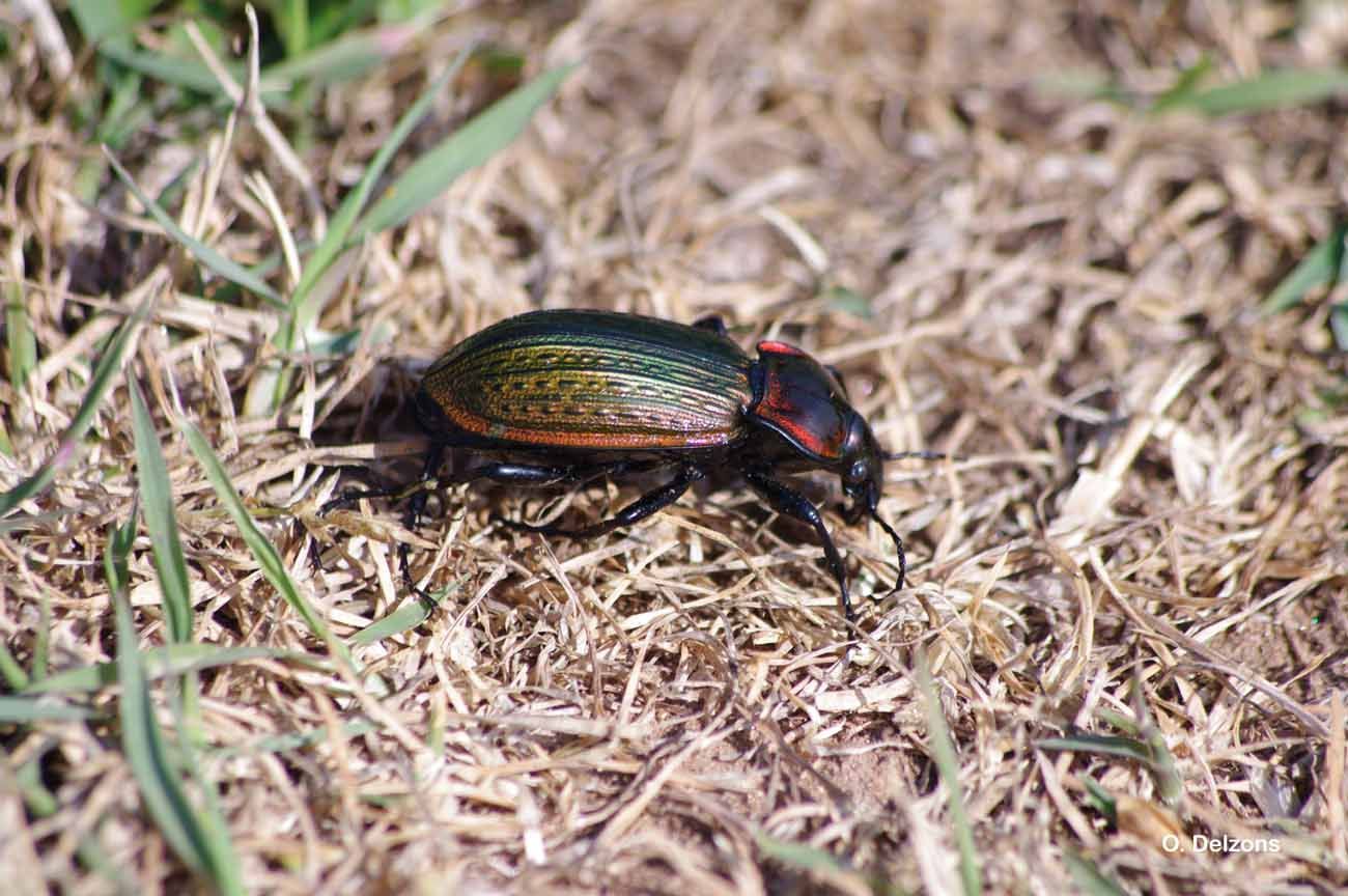 Image of Carabus (Macrothorax) morbillosus Fabricius 1792