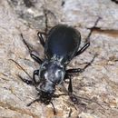 Image of Violet Ground Beetle