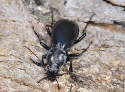 Image of <i>Carabus violaceus purpurascens</i>