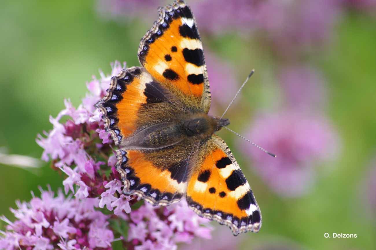 Imagem de Aglais urticae Linnaeus 1758