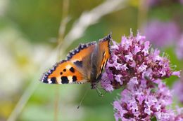 Imagem de Aglais urticae Linnaeus 1758