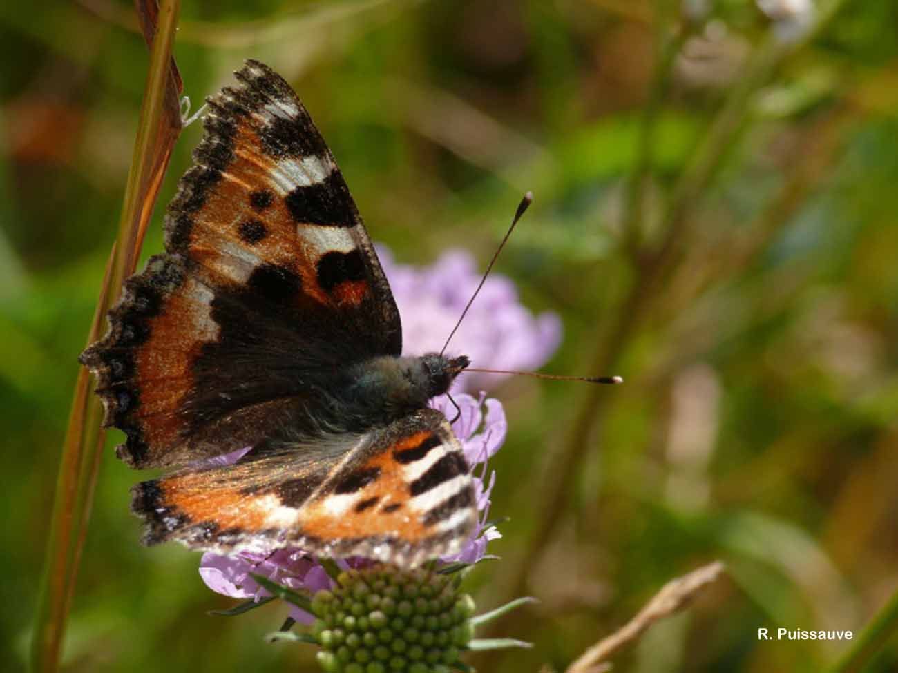 Imagem de Aglais urticae Linnaeus 1758