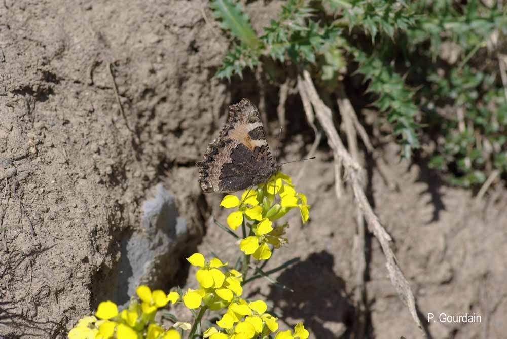 Imagem de Aglais urticae Linnaeus 1758