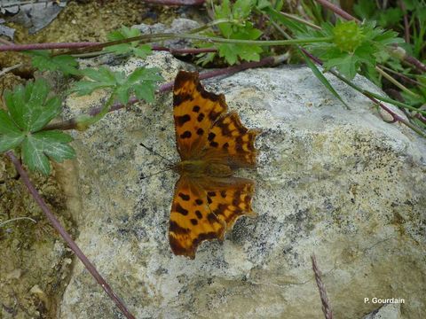 Image of Comma