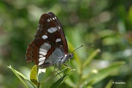 Limenitis reducta Staudinger 1901的圖片