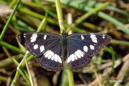 Limenitis reducta Staudinger 1901的圖片