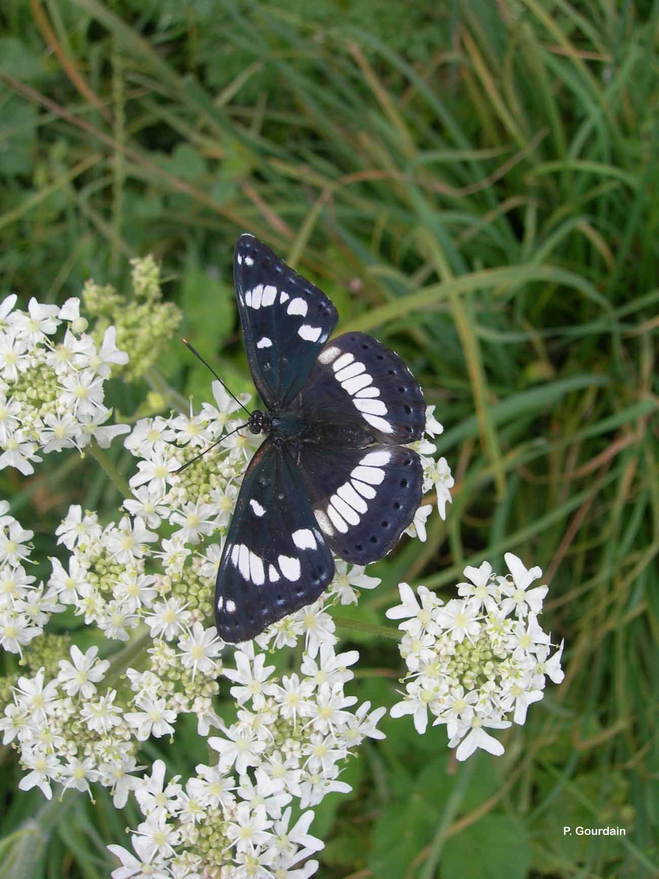 Limenitis reducta Staudinger 1901的圖片