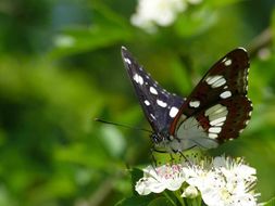 Limenitis reducta Staudinger 1901的圖片