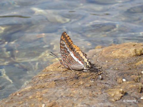 Image of Two-tailed Pasha