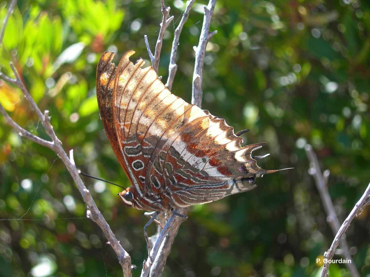 Image of Two-tailed Pasha