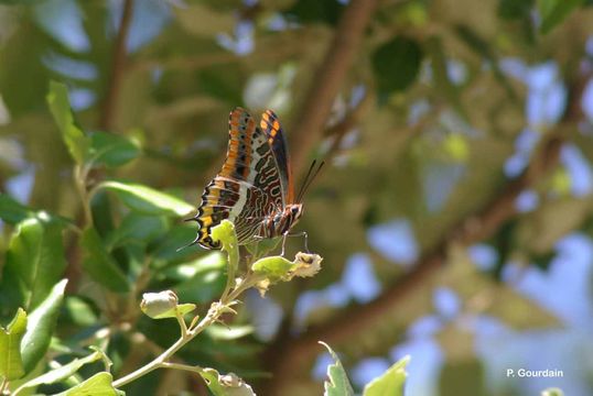 Image of Two-tailed Pasha