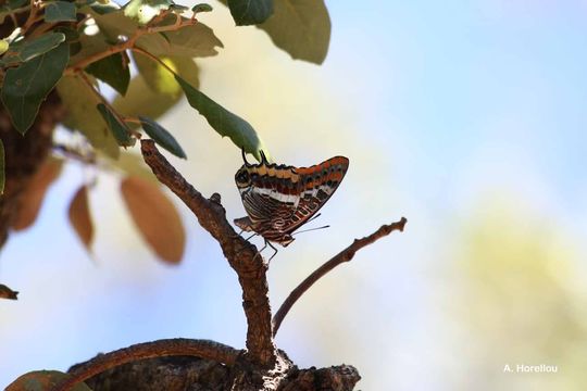 Image of Two-tailed Pasha