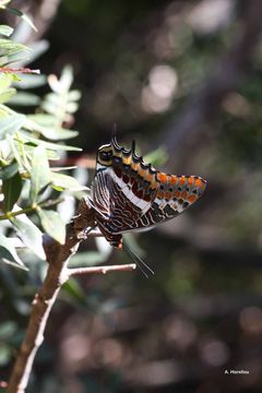 Image of Two-tailed Pasha