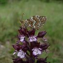 Plancia ëd Melitaea phoebe Denis & Schiffermüller 1775