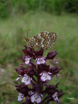 Image of Melitaea phoebe Denis & Schiffermüller 1775