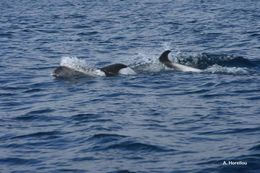 Image of White-beaked Dolphin