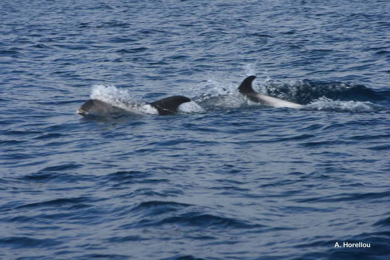 Image of White-beaked Dolphin