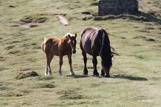 Image of Horse