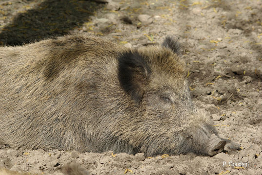 Image of Wild Boar